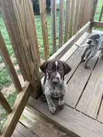 Sarah, a female German Shorthaired Pointer for sale in Philadelphia, PA – 9 of 10
