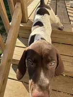 AKC Iva, a female German Shorthaired Pointer for sale in Philadelphia, PA – 5 of 14
