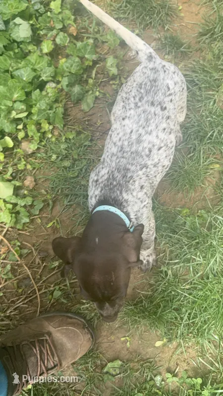 Victor – German Shorthaired Pointer puppy for sale in Philadelphia, PA