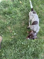Stella, a female German Shorthaired Pointer for sale in Philadelphia, PA – 7 of 10
