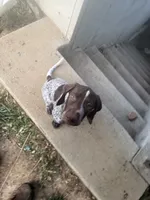 Stella, a female German Shorthaired Pointer for sale in Philadelphia, PA – 4 of 10