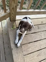 AKC Iva, a female German Shorthaired Pointer for sale in Philadelphia, PA – 4 of 14