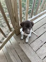 AKC Iva, a female German Shorthaired Pointer for sale in Philadelphia, PA – 9 of 14