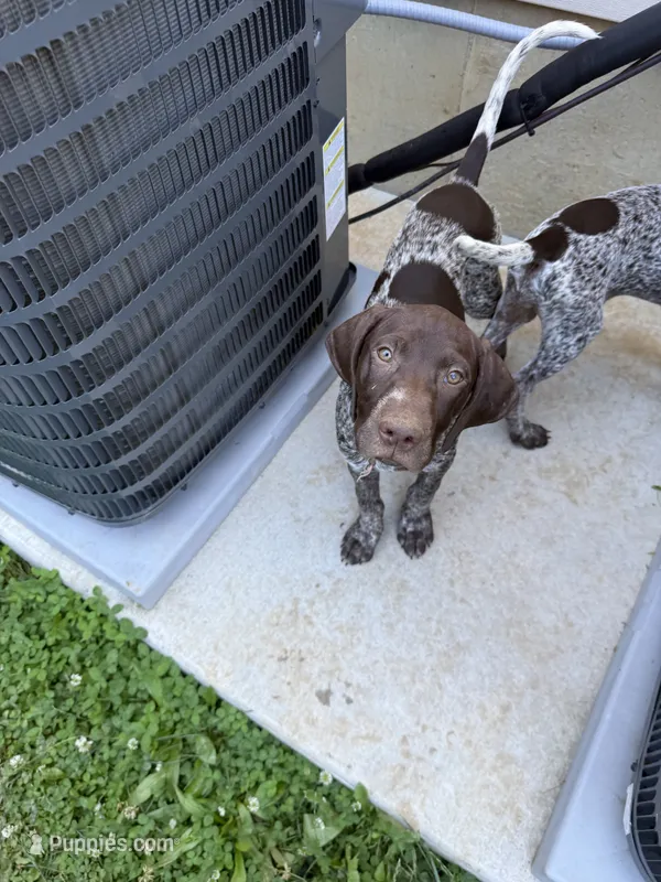 Bella  – German Shorthaired Pointer puppy for sale in Philadelphia, PA