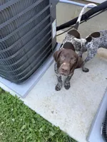 Bella , a female German Shorthaired Pointer for sale in Philadelphia, PA – 1 of 9
