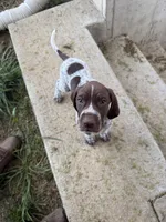 Sarah, a male German Shorthaired Pointer for sale in Philadelphia, PA – 2 of 5
