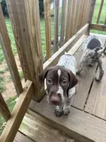 Sarah, a female German Shorthaired Pointer for sale in Philadelphia, PA – 10 of 10