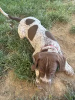 Rocky , a male German Shorthaired Pointer for sale in Philadelphia, PA – 6 of 7