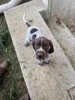 Rocky , a male German Shorthaired Pointer for sale in Philadelphia, PA – 2 of 7