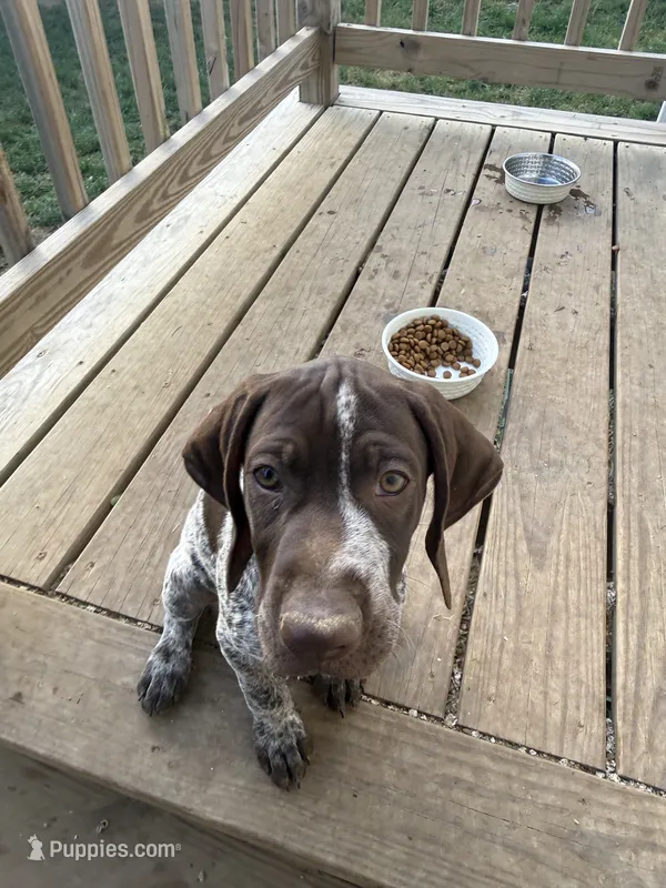 Sarah – German Shorthaired Pointer puppy for sale in Philadelphia, PA