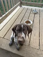 Sarah, a female German Shorthaired Pointer for sale in Philadelphia, PA – 1 of 10