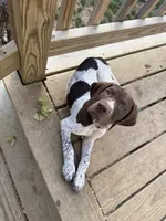 AKC Iva, a female German Shorthaired Pointer for sale in Philadelphia, PA – 1 of 14
