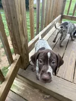 Sarah, a female German Shorthaired Pointer for sale in Philadelphia, PA – 8 of 10