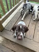Sarah, a female German Shorthaired Pointer for sale in Philadelphia, PA – 7 of 10