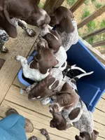 Sarah, a male German Shorthaired Pointer for sale in Philadelphia, PA – 5 of 5