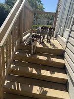 Stella, a female German Shorthaired Pointer for sale in Philadelphia, PA – 10 of 10