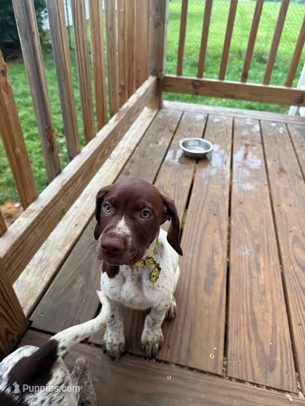Iva – German Shorthaired Pointer puppy for sale in Philadelphia, PA