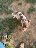 Rocky , a male German Shorthaired Pointer for sale in Philadelphia, PA – 5 of 7