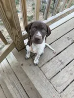 AKC Iva, a female German Shorthaired Pointer for sale in Philadelphia, PA – 7 of 14