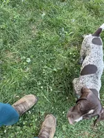 Stella, a female German Shorthaired Pointer for sale in Philadelphia, PA – 8 of 10