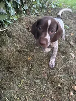 Sarah, a male German Shorthaired Pointer for sale in Philadelphia, PA – 3 of 5