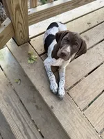 AKC Iva, a female German Shorthaired Pointer for sale in Philadelphia, PA – 3 of 14
