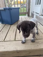 Sarah, a male German Shorthaired Pointer for sale in Philadelphia, PA – 4 of 5