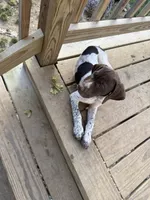 AKC Iva, a female German Shorthaired Pointer for sale in Philadelphia, PA – 6 of 14
