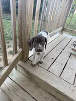 AKC Iva, a female German Shorthaired Pointer for sale in Philadelphia, PA – 8 of 14