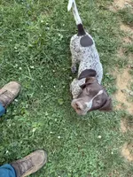 Stella, a female German Shorthaired Pointer for sale in Philadelphia, PA – 9 of 10