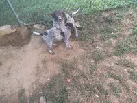 Bella , a female German Shorthaired Pointer for sale in Philadelphia, PA – 8 of 9
