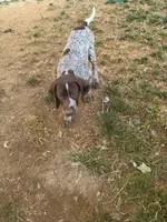 Stella, a female German Shorthaired Pointer for sale in Philadelphia, PA – 2 of 10
