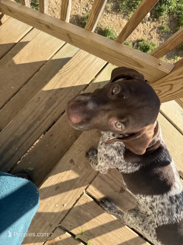 Lucy – German Shorthaired Pointer puppy for sale in Philadelphia, PA