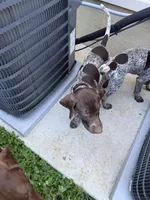 Bella , a female German Shorthaired Pointer for sale in Philadelphia, PA – 3 of 9