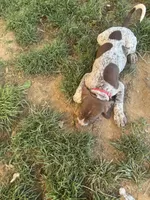 Rocky , a male German Shorthaired Pointer for sale in Philadelphia, PA – 3 of 7