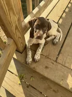 AKC Iva, a female German Shorthaired Pointer for sale in Philadelphia, PA – 2 of 14