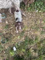 Sarah, a female German Shorthaired Pointer for sale in Philadelphia, PA – 6 of 10
