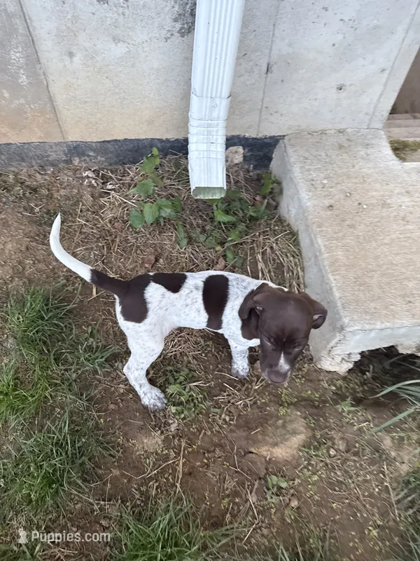 Sarah – German Shorthaired Pointer puppy for sale in Philadelphia, PA