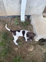 Sarah, a male German Shorthaired Pointer for sale in Philadelphia, PA – 1 of 5