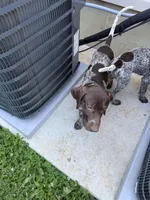 Bella , a female German Shorthaired Pointer for sale in Philadelphia, PA – 2 of 9
