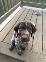Sarah, a female German Shorthaired Pointer for sale in Philadelphia, PA – 5 of 10