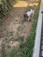 AKC Iva, a female German Shorthaired Pointer for sale in Philadelphia, PA – 13 of 14
