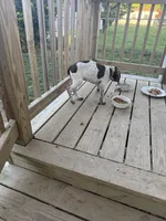 AKC Iva, a female German Shorthaired Pointer for sale in Philadelphia, PA – 11 of 14