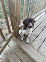 AKC Iva, a female German Shorthaired Pointer for sale in Philadelphia, PA – 10 of 14