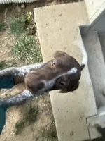 Stella, a female German Shorthaired Pointer for sale in Philadelphia, PA – 5 of 10