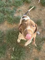 Rocky , a male German Shorthaired Pointer for sale in Philadelphia, PA – 4 of 7