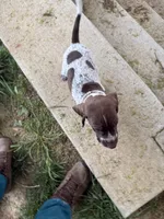 Rocky , a male German Shorthaired Pointer for sale in Philadelphia, PA – 7 of 7