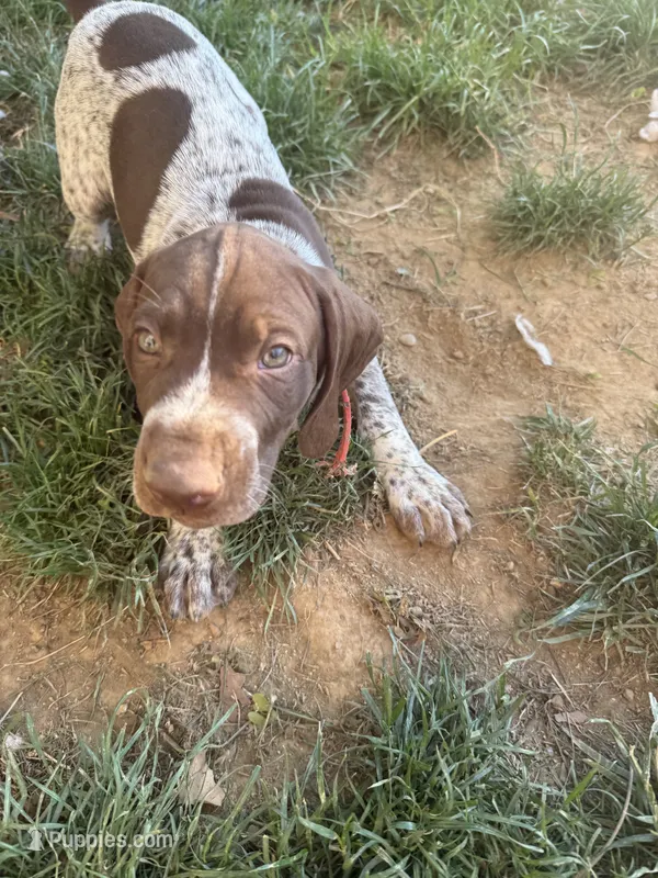 Rocky  – German Shorthaired Pointer puppy for sale in Philadelphia, PA