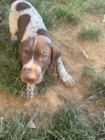 Rocky , a male German Shorthaired Pointer for sale in Philadelphia, PA – 1 of 7