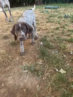 Stella, a female German Shorthaired Pointer for sale in Philadelphia, PA – 3 of 10